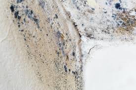 Best Black Mold Removal  in Palmview, TX